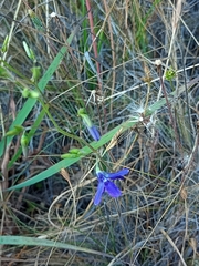 Conanthera