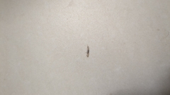 Lepismatidae