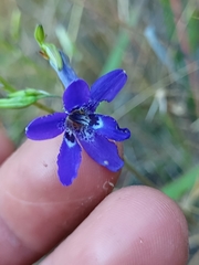 Conanthera
