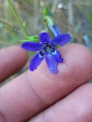 Conanthera