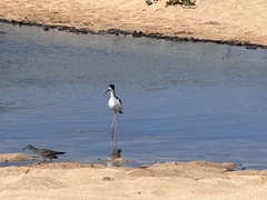 Himantopus mexicanus knudseni