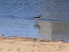 Himantopus mexicanus knudseni