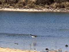 Himantopus mexicanus knudseni