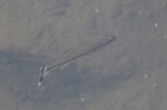 Micropterus
