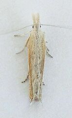 Sophronia