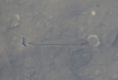 Micropterus