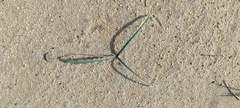 Hesperocallis undulata