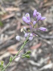 Comesperma ericinum