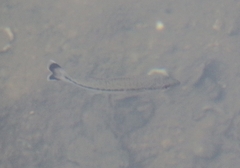 Micropterus