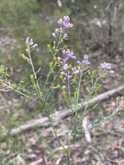 Comesperma ericinum