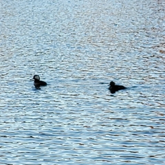 Lophodytes cucullatus