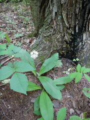 Clintonia umbellulata