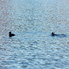 Lophodytes cucullatus