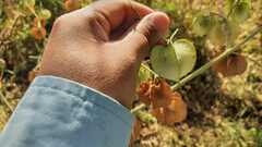 Physalis nicandroides
