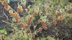Physalis nicandroides