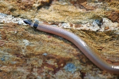 Tantilla coronata