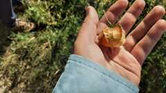 Physalis nicandroides
