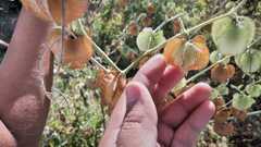 Physalis nicandroides