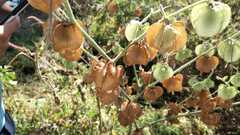 Physalis nicandroides
