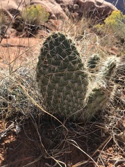 Opuntia polyacantha erinacea