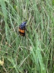 Nicrophorus hebes