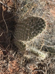 Opuntia polyacantha erinacea