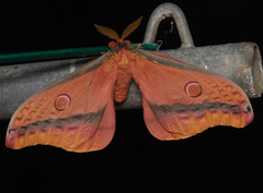 Opodiphthera loranthi