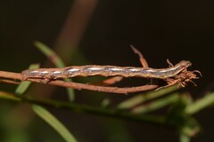Macaria aequiferaria