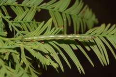 Macaria aequiferaria