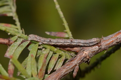 Iridopsis pergracilis