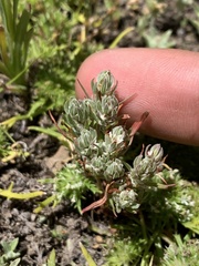 Polygonum polygaloides