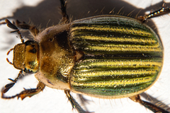Stethaspis pulchra