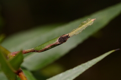 Limenitis