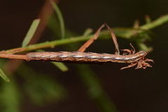 Macaria aequiferaria