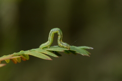 Macaria aequiferaria