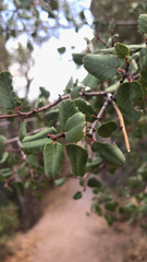 Rhamnus ilicifolia