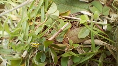 Alpaida variabilis