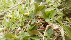 Alpaida variabilis
