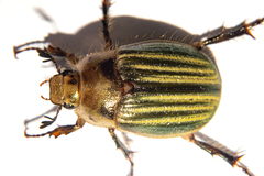 Stethaspis pulchra