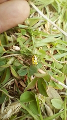 Alpaida variabilis