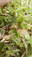 Alpaida variabilis