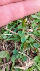 Alpaida variabilis