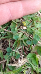 Alpaida variabilis