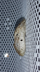 Spinulata