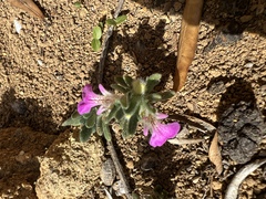 Ajuga iva