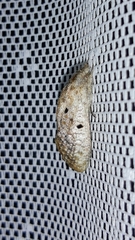 Spinulata