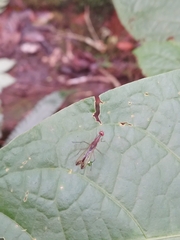 Nothybus biguttatus