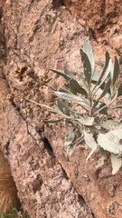 Eriodictyon tomentosum