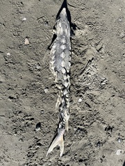 Acipenser medirostris