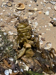 Undaria pinnatifida